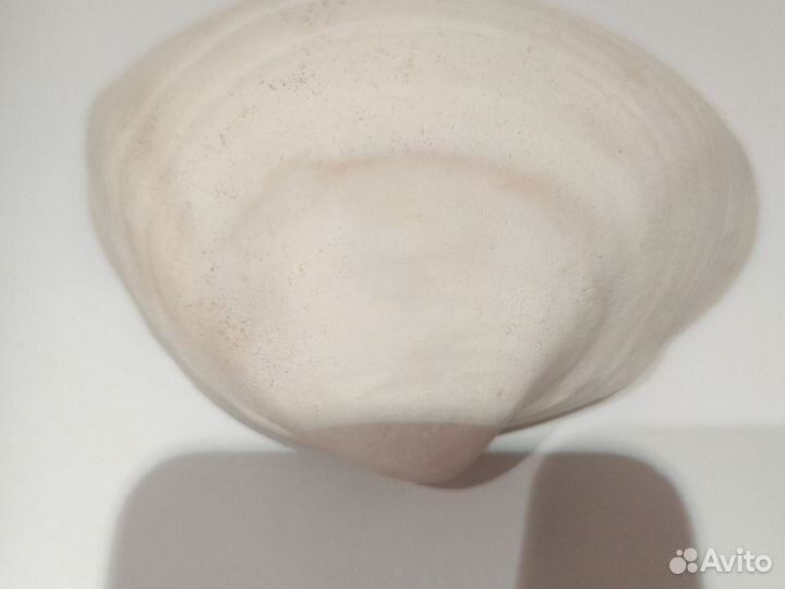 Ракушка морская