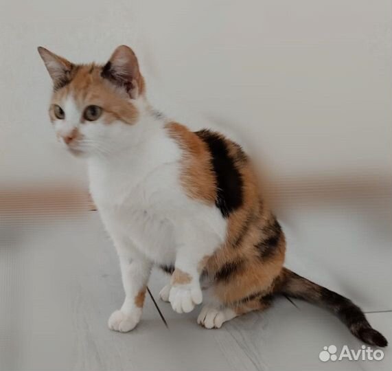 Кошка Милка