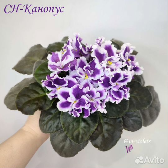 Фиалка (черенки на срез)