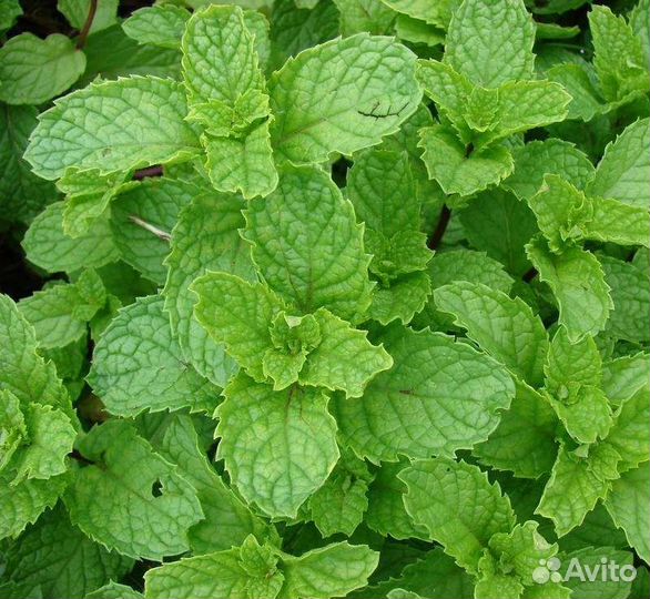 Мелисса, мята