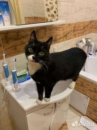 Кошка в дар 1 год, стерилизована