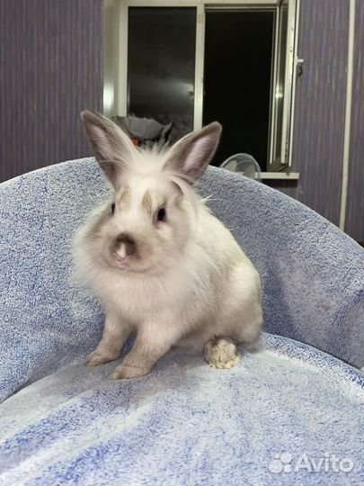 Декоративные крольчата