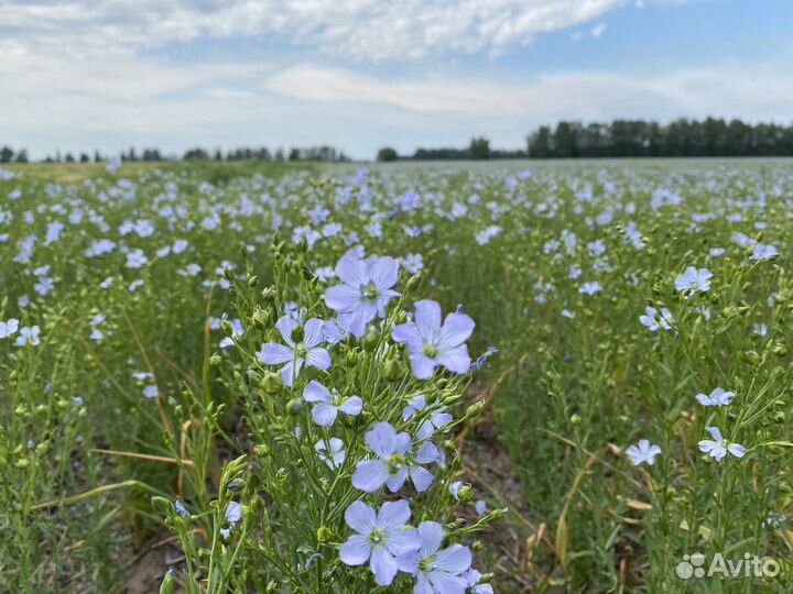 Лён масличный цветущие