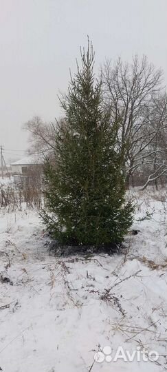 Посадка деревьев сосна ель итд