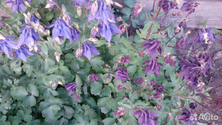 Растения для сада