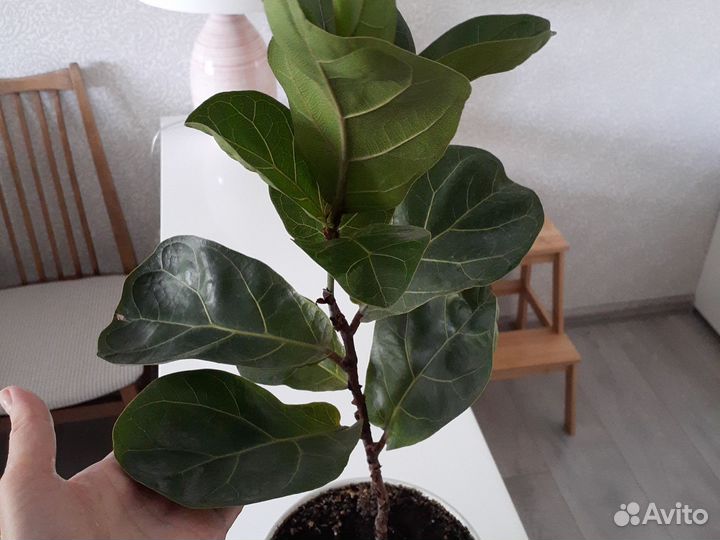 Фикус лирата