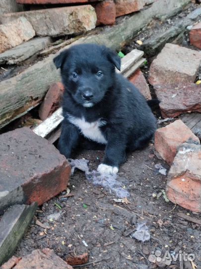 Щенки в добрые руки