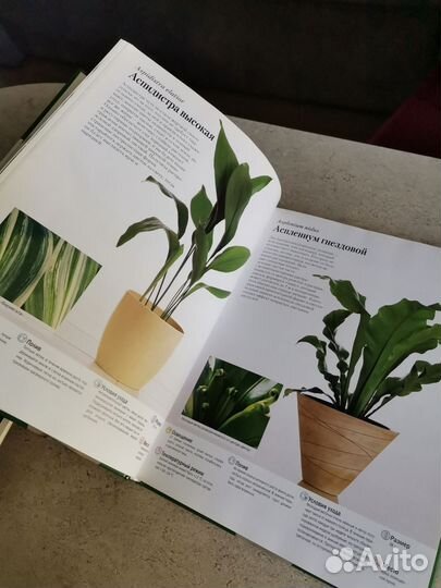 Энциклопедия комнатных растений