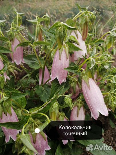 Садовые растения