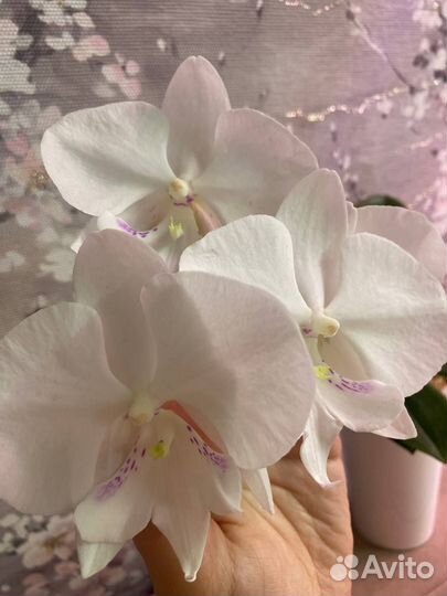 Орхидея фаленопсис биг лип