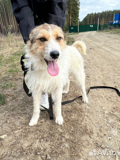 Собака в добрые руки