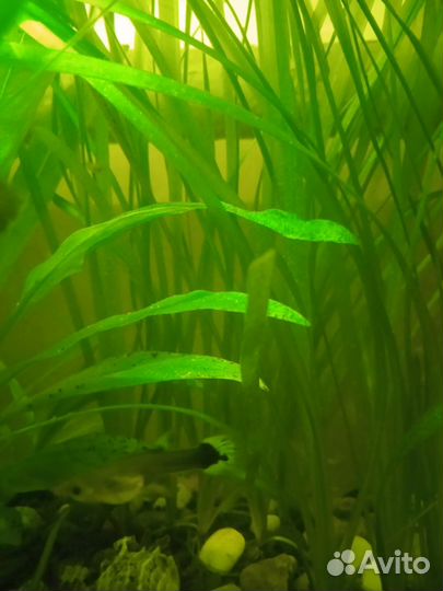 Рыбки гуппи