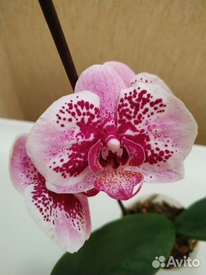 Орхидея фаленопсис
