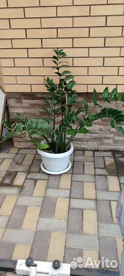 Замиокулькас