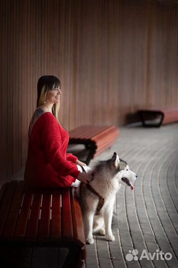 Фотосессии с сибирской хаски