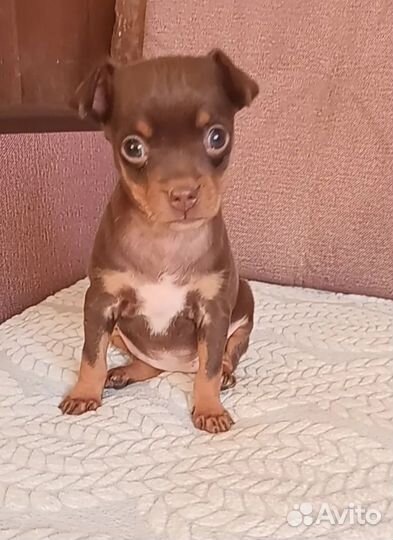 Мини той-терьер щенки