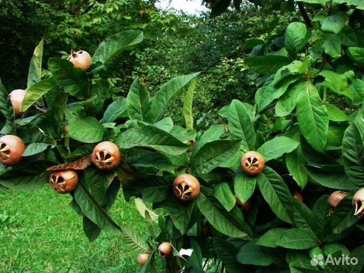 Мушмула германская (семена)