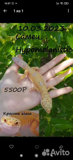 Геккон эублефар