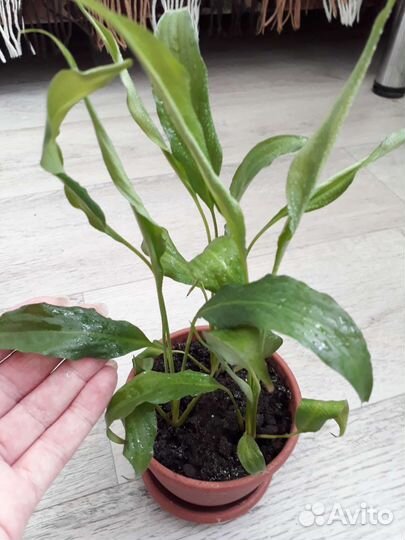 Спатифиллум