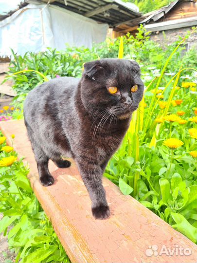 Вязка ищем кошку