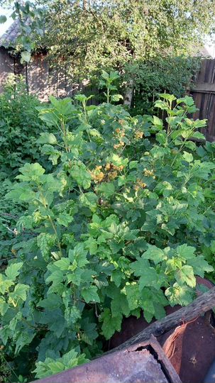 Дом 40 м² на участке 20 сот.