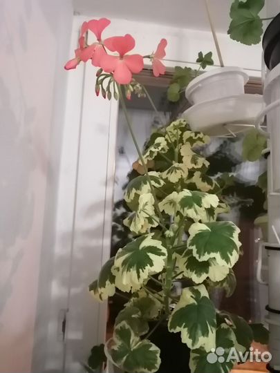 Продам пеларгонию сорт Frank headli