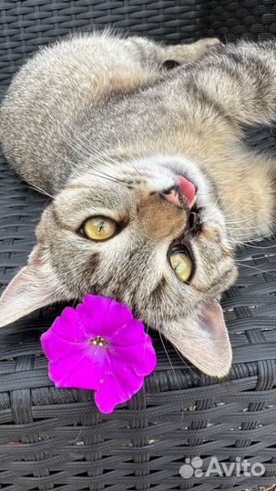 Уникальная кошка