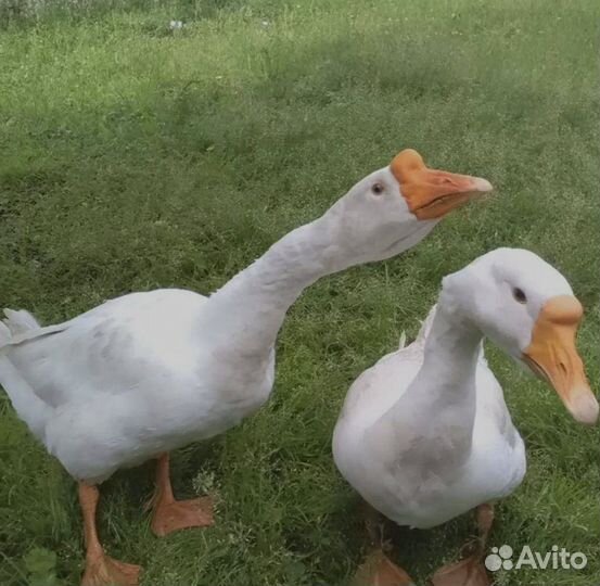 Гусыни Линда