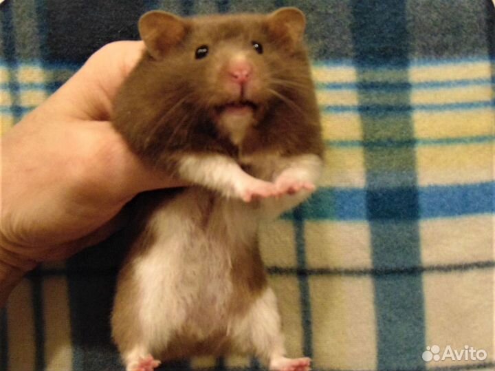 Крупные ангорские,сирийские хомяки питомник,клетки
