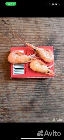 Азовская креветка