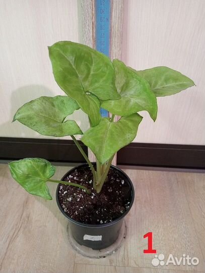 Кодиеум / Кротон, разные виды