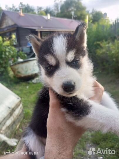 Щенки сибирской хаски
