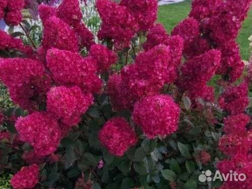 Самарская лидия