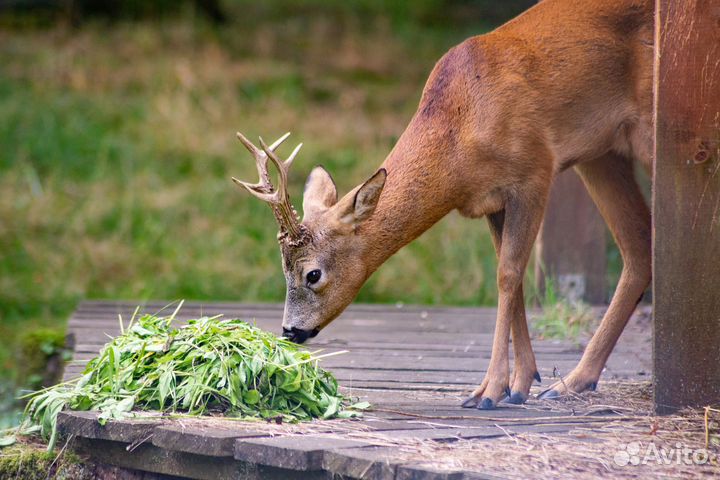 Фотоаппарат nikon D610