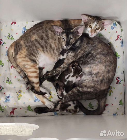 Родилочка для кошек