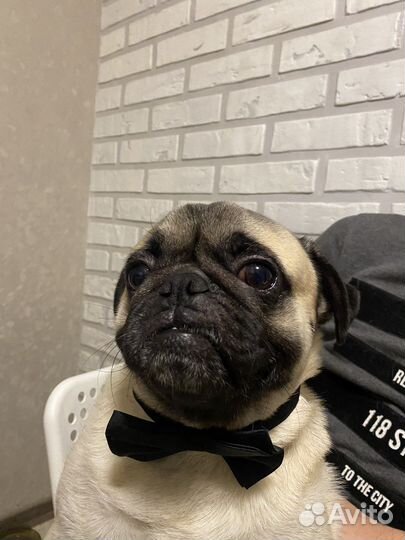 Мопс вязка мальчик