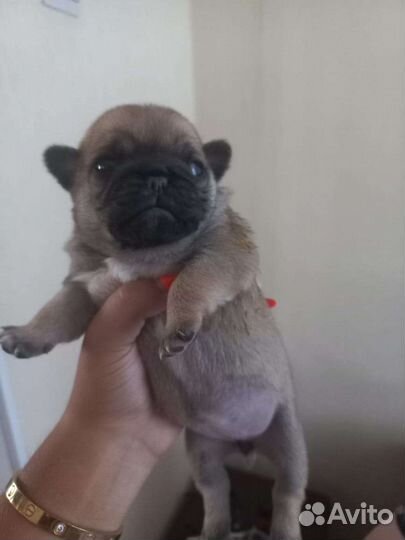 Щенки мопса