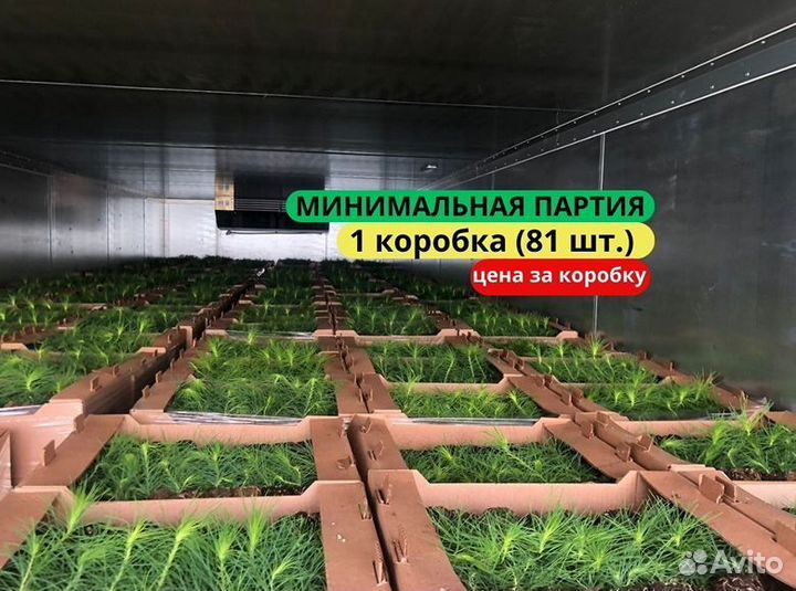 Саженцы сосны обыкновенной зкс в розницу