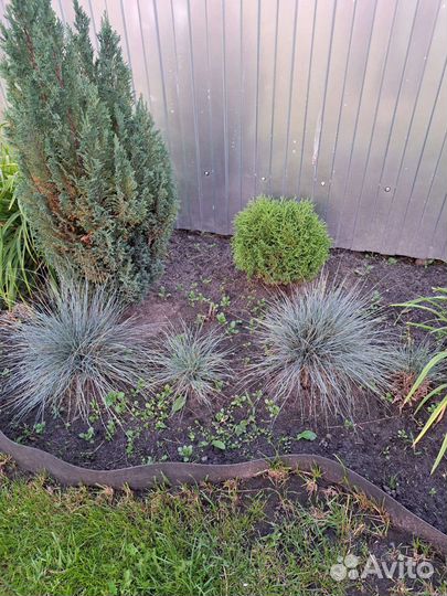 Овсяница сизая