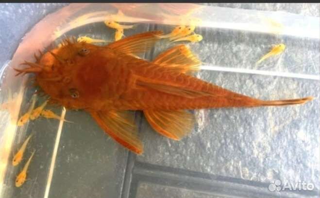 Анциструс. Гуппи. Танганьика. Корм Sera. Гриндаль