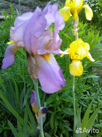 Хосты, многолетники