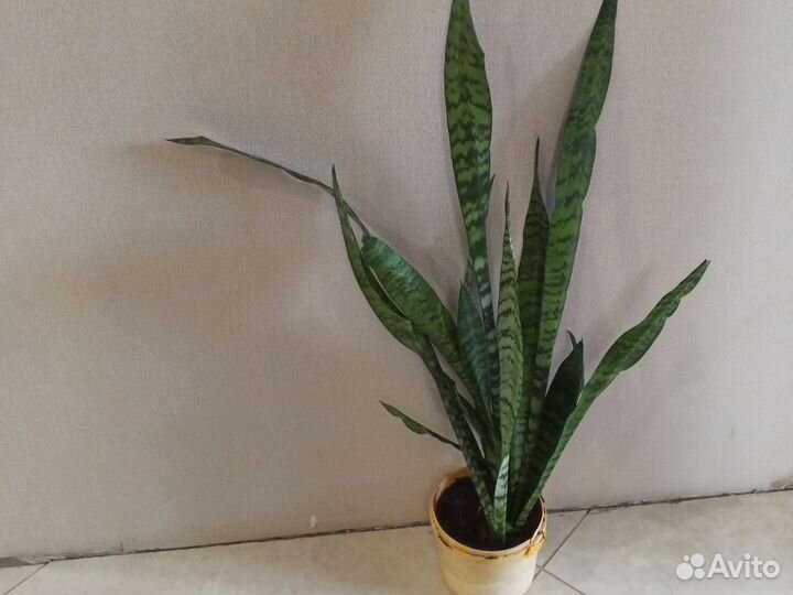 Сансевиерия