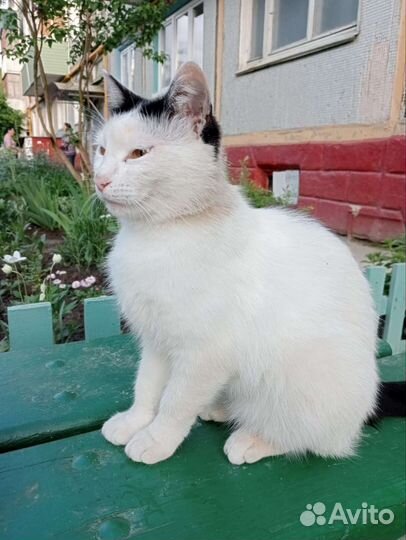 Кошки в добрые руки