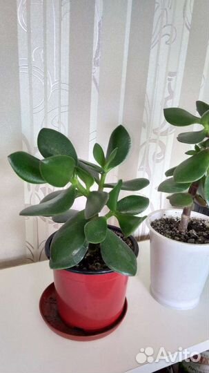 Толстянка (крассула, живое дерево)