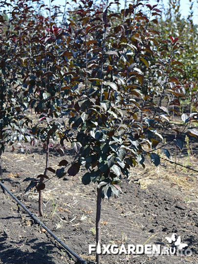 Яблоня декоративная Высота от 100см