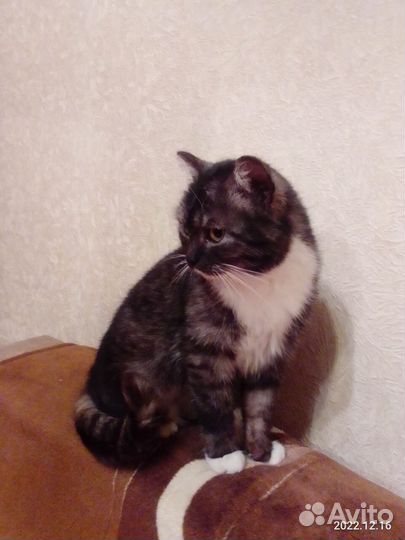 Отдам бесплатно