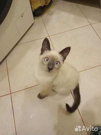 Тайская кошечка