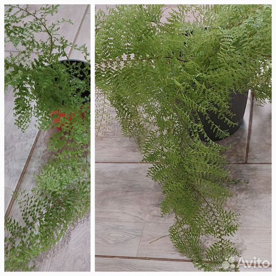 Нефролепис кружевной (папоротник)