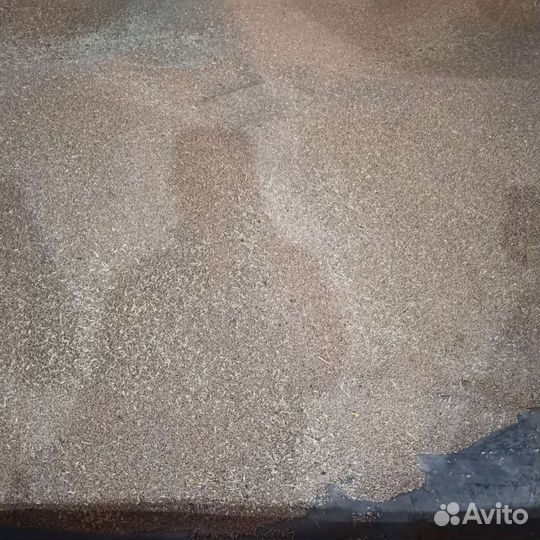 Зерно пшеница 4й класс