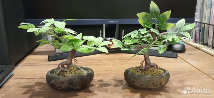 Сувенир бонсай